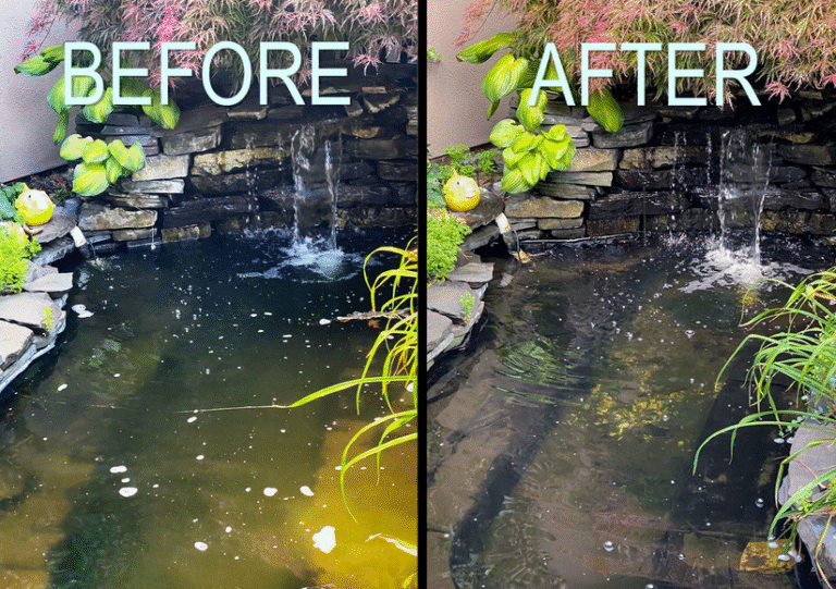 Pond Water