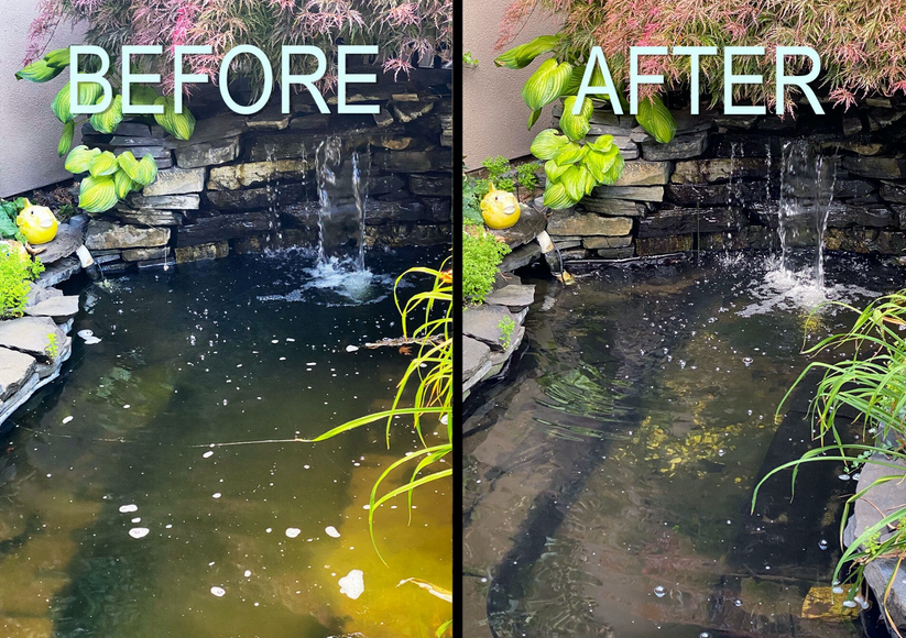 Pond Water